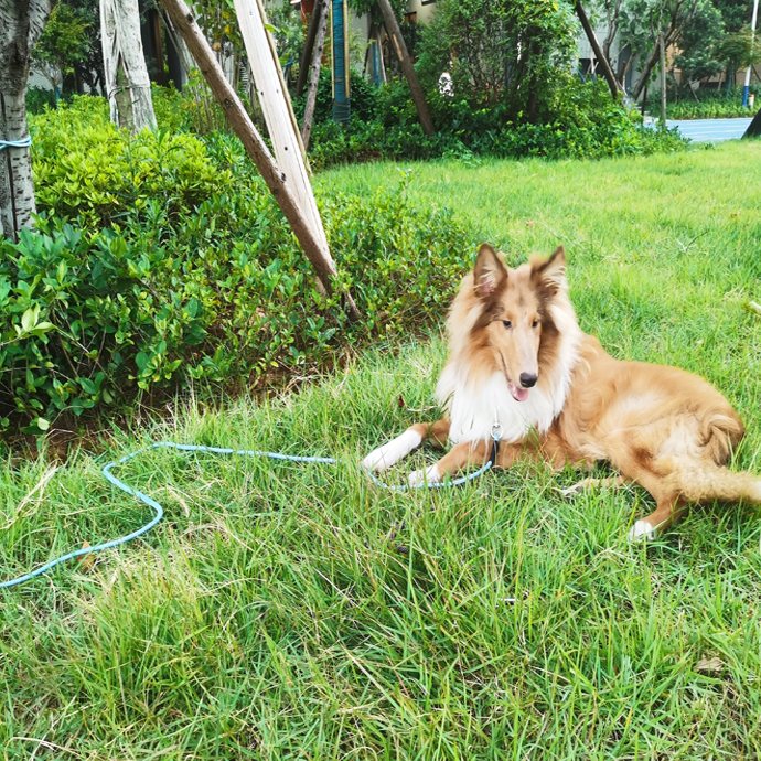MayPaw leash in action: Long line, lazy afternoon