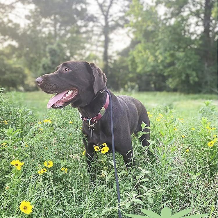 A black labrador in a meadow on a MayPaw rope leash