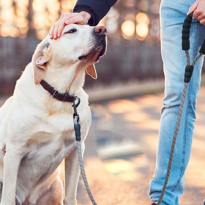 A dog on a MayPaw leash
