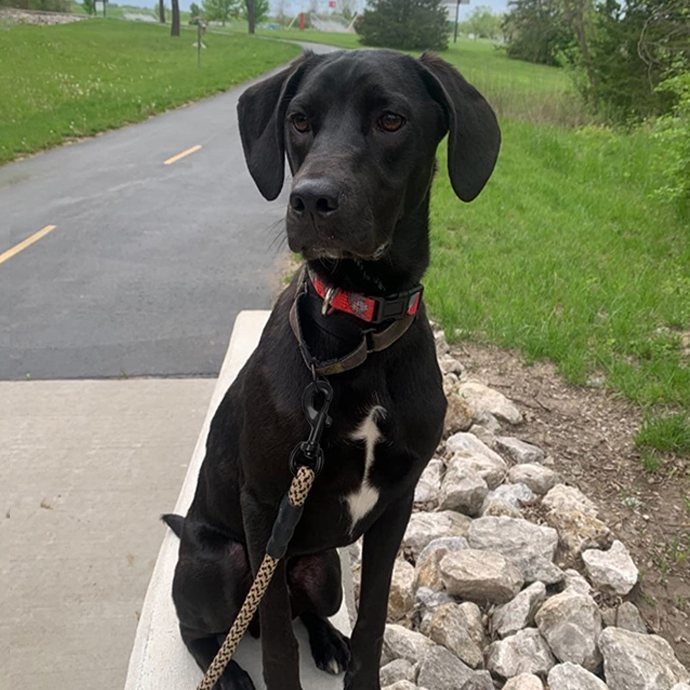 MayPaw Dog Collars & Service Dog Gear