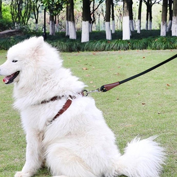 A dog on a MayPaw leash