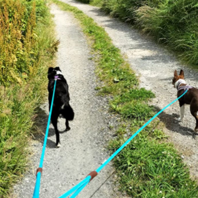 MayPaw leash in action: Two dogs, one path